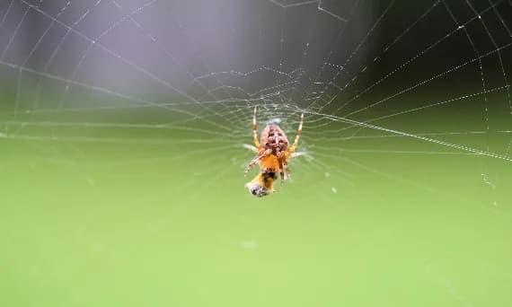 Znaczenie snów pająki: odkryj ich ukryte symbole i emocje Znaczenie snów pająki: odkryj ich ukryte symbole i emocje