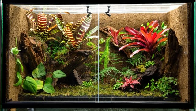 Jak zrobić terrarium dla ślimaka - Proste błędy, których unikniesz Jak zrobić terrarium dla ślimaka - Proste błędy, których unikniesz