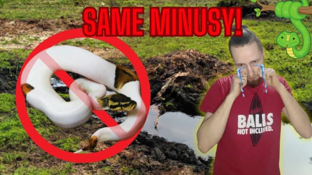 Jak namówić rodziców na węża i uniknąć najczęstszych obaw Jak namówić rodziców na węża i uniknąć najczęstszych obaw