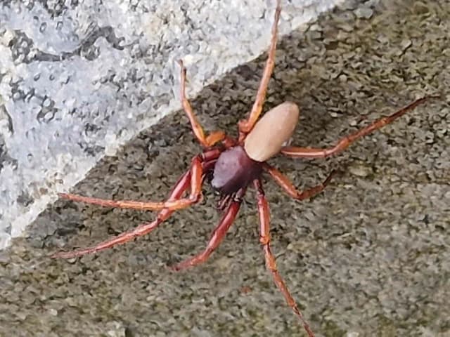 Czy pająki jedzą komary? Odkryj ich rolę w walce z insektami Czy pająki jedzą komary? Odkryj ich rolę w walce z insektami