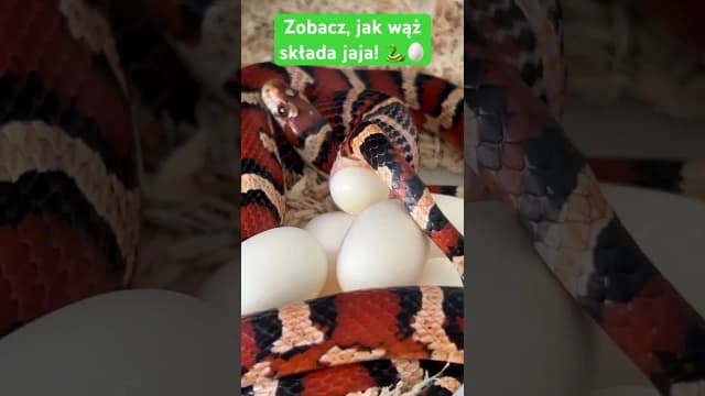 Jak węże składają jaja - zaskakujące fakty o ich rozmnażaniu Jak węże składają jaja - zaskakujące fakty o ich rozmnażaniu