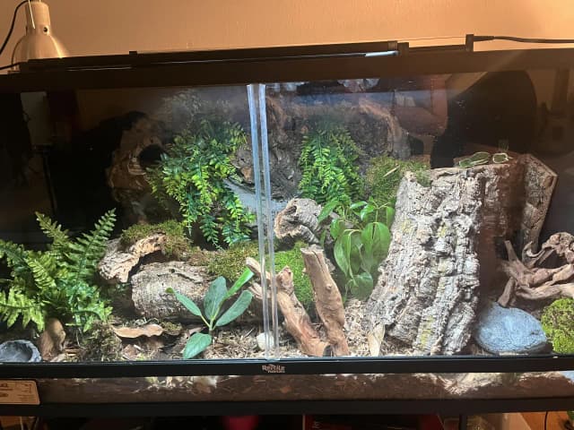 Jak przygotować korzeń do terrarium, aby uniknąć błędów i zagrożeń Jak przygotować korzeń do terrarium, aby uniknąć błędów i zagrożeń