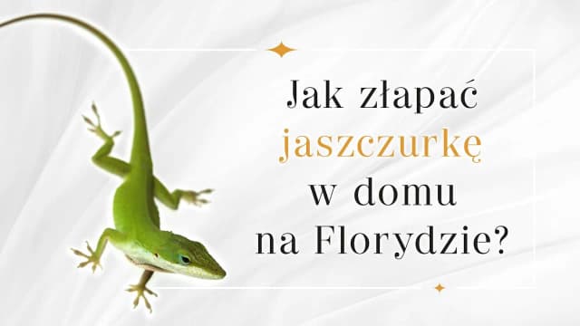 Jak złapać jaszczurkę w domu - bezpieczne sposoby na lizardy Jak złapać jaszczurkę w domu - bezpieczne sposoby na lizardy