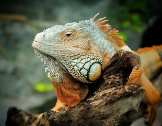 Jak zwiększyć wilgotność w terrarium? Sprawdzone metody i porady Jak zwiększyć wilgotność w terrarium? Sprawdzone metody i porady