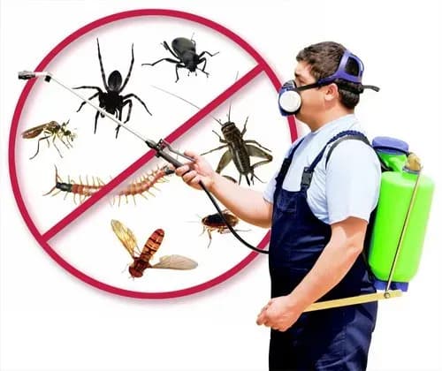Jak pozbyć się pająków z domu? Skuteczne sposoby na ich eliminację Jak pozbyć się pająków z domu? Skuteczne sposoby na ich eliminację