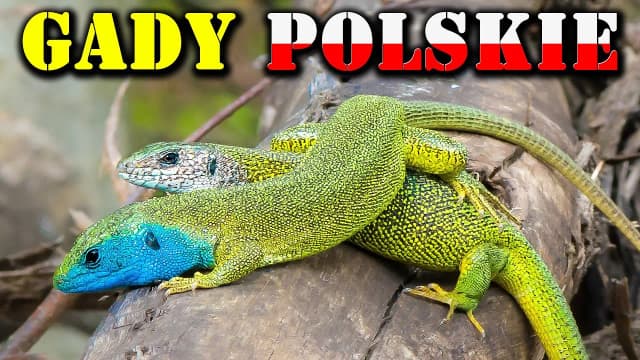 Jaszczurka gad czy płaz? Odkryj kluczowe różnice między nimi Jaszczurka gad czy płaz? Odkryj kluczowe różnice między nimi