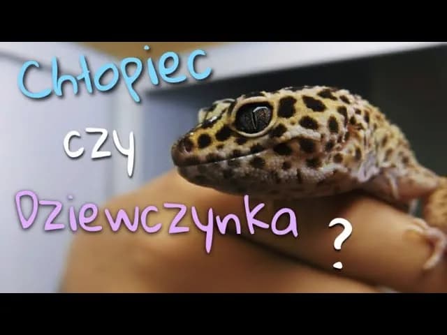 Jak rozpoznać płeć gekona orzęsionego - kluczowe cechy do zauważenia Jak rozpoznać płeć gekona orzęsionego - kluczowe cechy do zauważenia