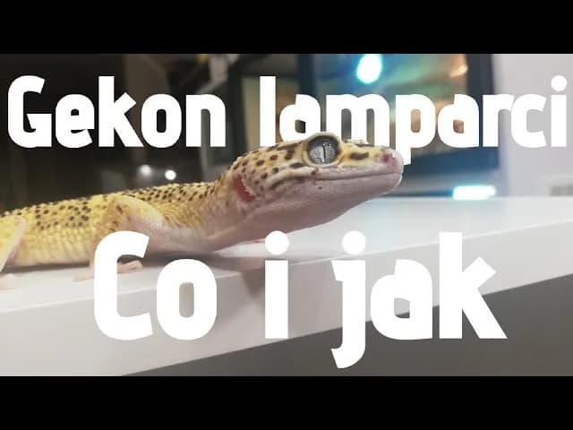 Jak rozpoznać płeć u gekona lamparciego - proste metody i wskazówki Jak rozpoznać płeć u gekona lamparciego - proste metody i wskazówki