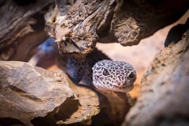 Jak powinno wyglądać terrarium dla gekona lamparciego, aby uniknąć błędów? Jak powinno wyglądać terrarium dla gekona lamparciego, aby uniknąć błędów?
