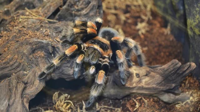 Skuteczne sposoby na schłodzenie terrarium i ochronę jego mieszkańców Skuteczne sposoby na schłodzenie terrarium i ochronę jego mieszkańców