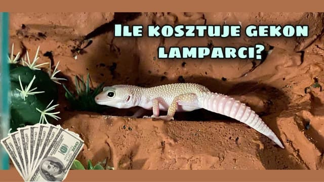 Ile kosztuje utrzymanie gekona? Sprawdź wydatki na różne gatunki Ile kosztuje utrzymanie gekona? Sprawdź wydatki na różne gatunki