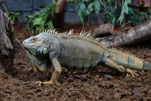 Jak zmniejszyć wilgotność w terrarium i uratować rośliny oraz zwierzęta Jak zmniejszyć wilgotność w terrarium i uratować rośliny oraz zwierzęta