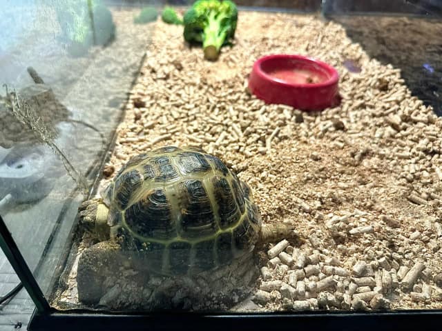 Jak zrobić terrarium dla żółwia – uniknij najczęstszych błędów Jak zrobić terrarium dla żółwia – uniknij najczęstszych błędów