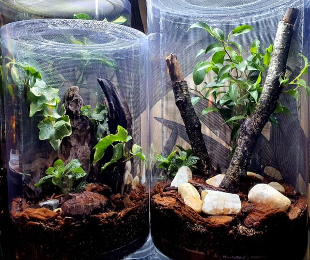 Jak urządzić terrarium dla modliszki, aby zapewnić jej idealne warunki Jak urządzić terrarium dla modliszki, aby zapewnić jej idealne warunki