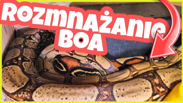 Jak rodzą się węże? Odkryj fascynujące metody ich rozmnażania Jak rodzą się węże? Odkryj fascynujące metody ich rozmnażania