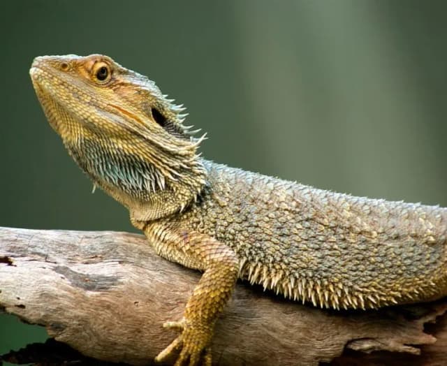 Jakie zwierzę do terrarium? Najlepsze gatunki dla początkujących Jakie zwierzę do terrarium? Najlepsze gatunki dla początkujących