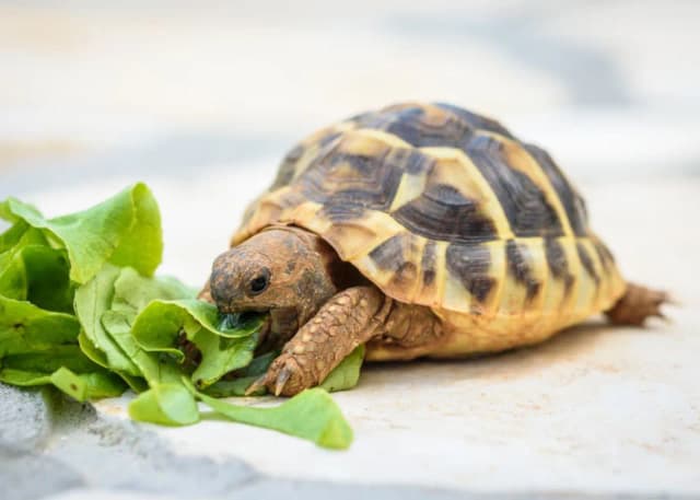 Co je żółw domowy i jak zadbać o jego zdrowie i dietę? Co je żółw domowy i jak zadbać o jego zdrowie i dietę?