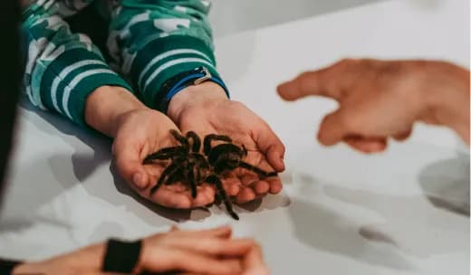 Kto je pająki? Odkryj ich fascynujący świat i rolę w ekosystemie Kto je pająki? Odkryj ich fascynujący świat i rolę w ekosystemie
