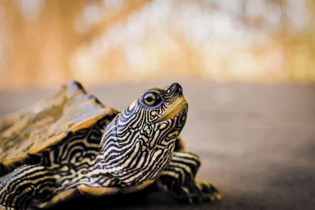 Jak nazwać żółwia? 10 wyjątkowych imion, które go wyróżnią Jak nazwać żółwia? 10 wyjątkowych imion, które go wyróżnią