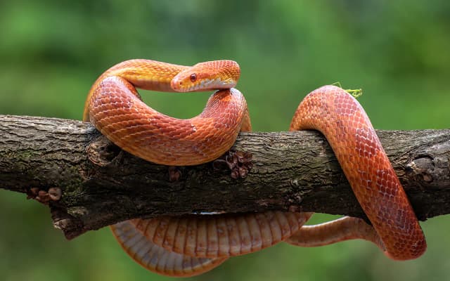 Co jedzą węże domowe? Odkryj, jak zadbać o ich dietę Co jedzą węże domowe? Odkryj, jak zadbać o ich dietę