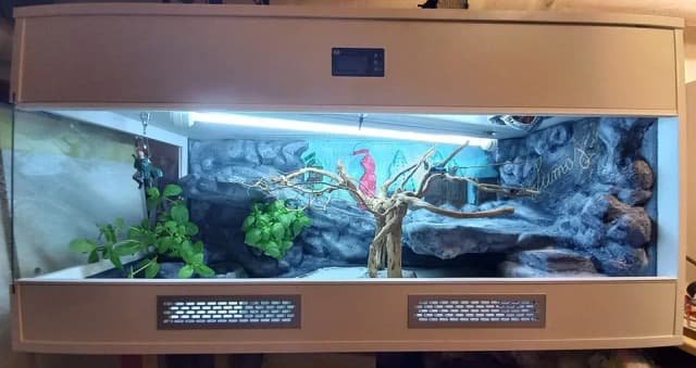 Jak zrobić terrarium dla agamy – uniknij najczęstszych błędów Jak zrobić terrarium dla agamy – uniknij najczęstszych błędów