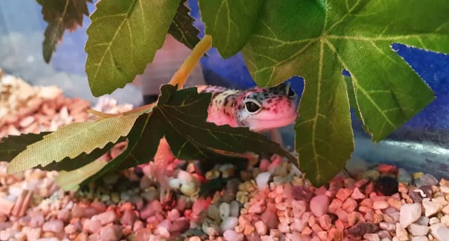 Jakie wymiary terrarium dla gekona lamparciego zapewnią mu zdrowie? Jakie wymiary terrarium dla gekona lamparciego zapewnią mu zdrowie?