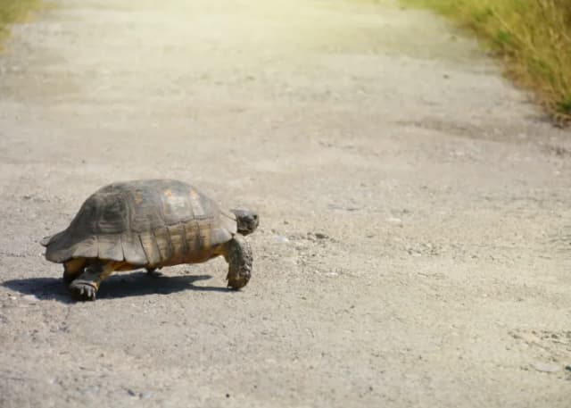 Co je żółw grecki? Poznaj jego dietę, habitat i pielęgnację Co je żółw grecki? Poznaj jego dietę, habitat i pielęgnację