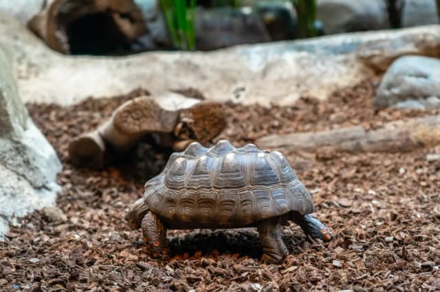 Czy można oddać żółwia do zoo? Sprawdź, co warto wiedzieć przed decyzją Czy można oddać żółwia do zoo? Sprawdź, co warto wiedzieć przed decyzją