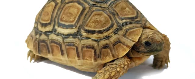 Ile żyje żółw lamparci? Odkryj sekrety jego długowieczności Ile żyje żółw lamparci? Odkryj sekrety jego długowieczności